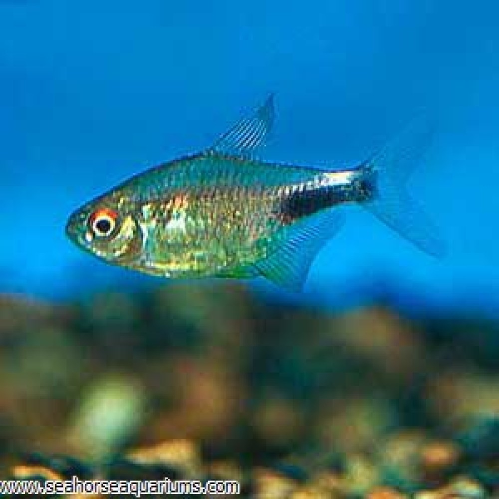 Tetras & Schooling Fish